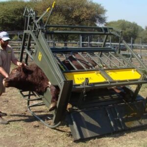 Cattle tilt clamp tipping a cow to allow access to feet and body for care
