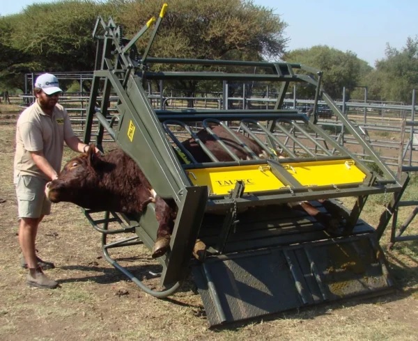 The cattle tilt clamp gently tips cattle onto their side for easier access to their body and feet. It features side panels and bottom doors for convenient footwork, adjustable neck and body clamps for larger cattle, and operates from one side only (left-hand or right-hand). It improves safety, reduces stress, and enhances efficiency during routine livestock management. Cattle tilt clamp tipping a cow to allow access to feet and body for care
