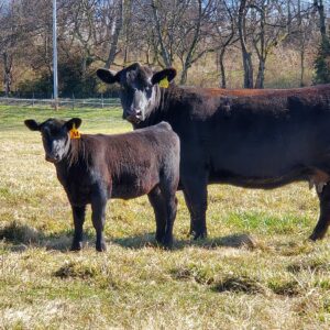 Angus cattle grazing in South African pastures, showcasing healthy growth and marbling potential
