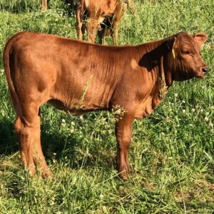 Beefmaster Cattle – Adaptable and Fertile Beef Breed
