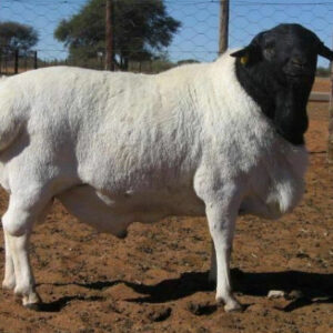 Black Headed Persian sheep grazing on pasture with fat tail and black head
