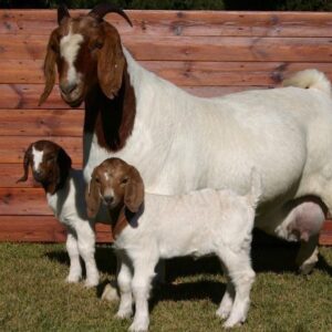 Healthy Boer Goat for Sale in South Africa – Premium Meat Breed