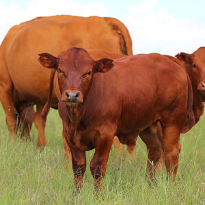 Bonsmara cow grazing on green pasture in South Africa, showing red-brown coat and healthy build