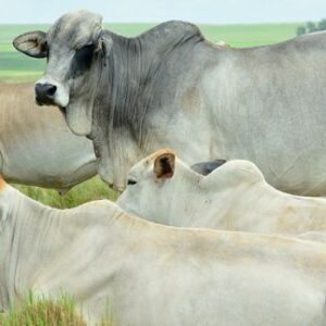 Boran Cattle – Hardy and Adaptable Beef Breed from Eastern Africa