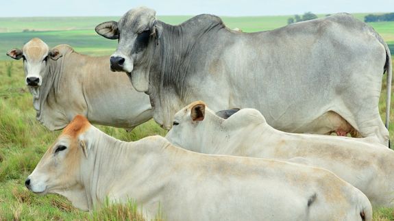 A high-quality image of Boran cattle in open eastern African pastures. The cattle display a prominent hump, loose skin, and strong build, highlighting their heat tolerance, parasite resistance, and adaptability. Boran Cattle – Hardy and Adaptable Beef Breed from Eastern Africa