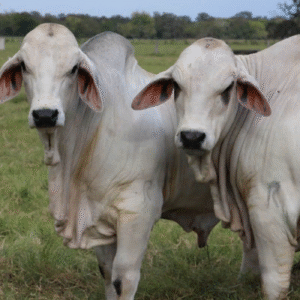 Brahman cattle grazing in South African pastures, showcasing heat tolerance and muscular build