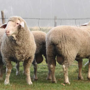 Dohne sheep grazing on pasture with well-muscled body and fine-quality wool