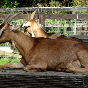 Toggunberg Goat for Sale in South Africa – High Milk Dairy Goat Breed