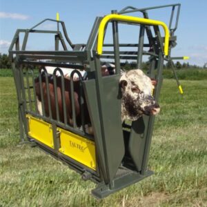 Adjustable neck and body clamp holding a bull safely in a feedlot