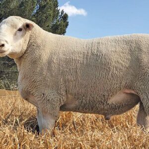 Dormer sheep grazing on pasture with black and white head and muscular body