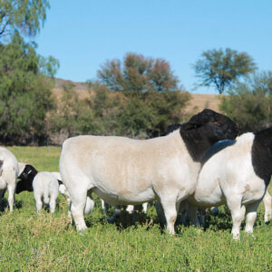 Dorper sheep grazing on pasture with black and white head, muscular body, and healthy coat