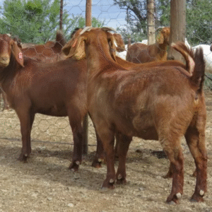 Kalahari Red goat grazing on arid pasture with reddish coat and strong body