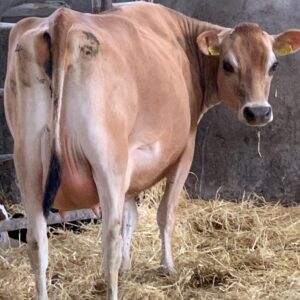 Jersey cow grazing in pasture, producing high-fat, high-protein milk