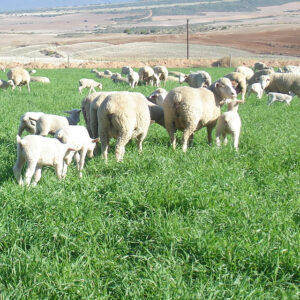 Mutton sheep grazing on pasture with well-muscled body and healthy coat
