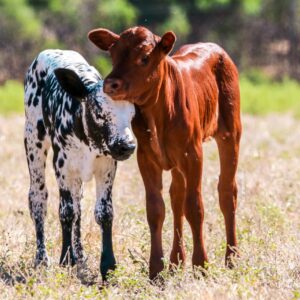 Nguni Cattle – Hardy, Adaptable and Disease-Resistant Breed