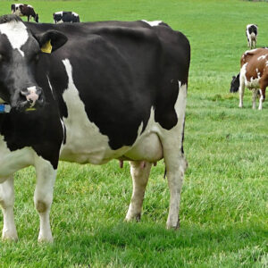 Holstein Friesian dairy cow known for high milk production standing in a pasture