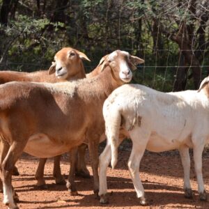 Meat Master sheep grazing on a farm with muscular body and healthy coat