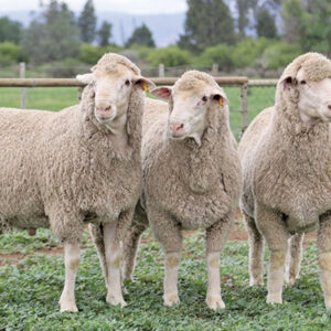 Merino sheep with dense fine wool grazing on pasture