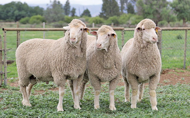 The Merino sheep is a highly valued wool-producing breed known for its fine, soft fleece and strong adaptability. This image shows a healthy Merino grazing on pasture, showcasing its dense wool and calm nature. Merino sheep with dense fine wool grazing on pasture