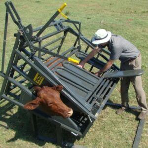 Calf and tollie tilt clamp positioning a calf on its side for inspection