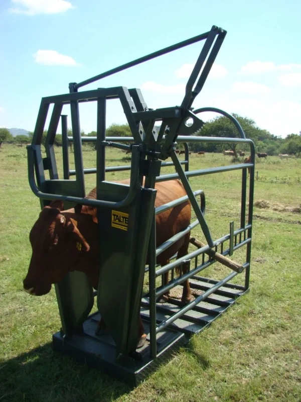 This vet clamp for cattle features a Brahman neck clamp for secure restraint, a 12-degree sloped floor for embryo transplantation, and optional box gate for rear access. It includes checker plate steps and a side panel to limit animal movement. Designed for safety, stability, and efficient veterinary procedures on cattle of all sizes. Vet clamp for cattle with Brahman neck clamp and optional rear box gate for veterinary procedures