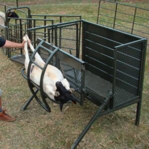 Sheep tilt holding a sheep securely on its side for hoof trimming